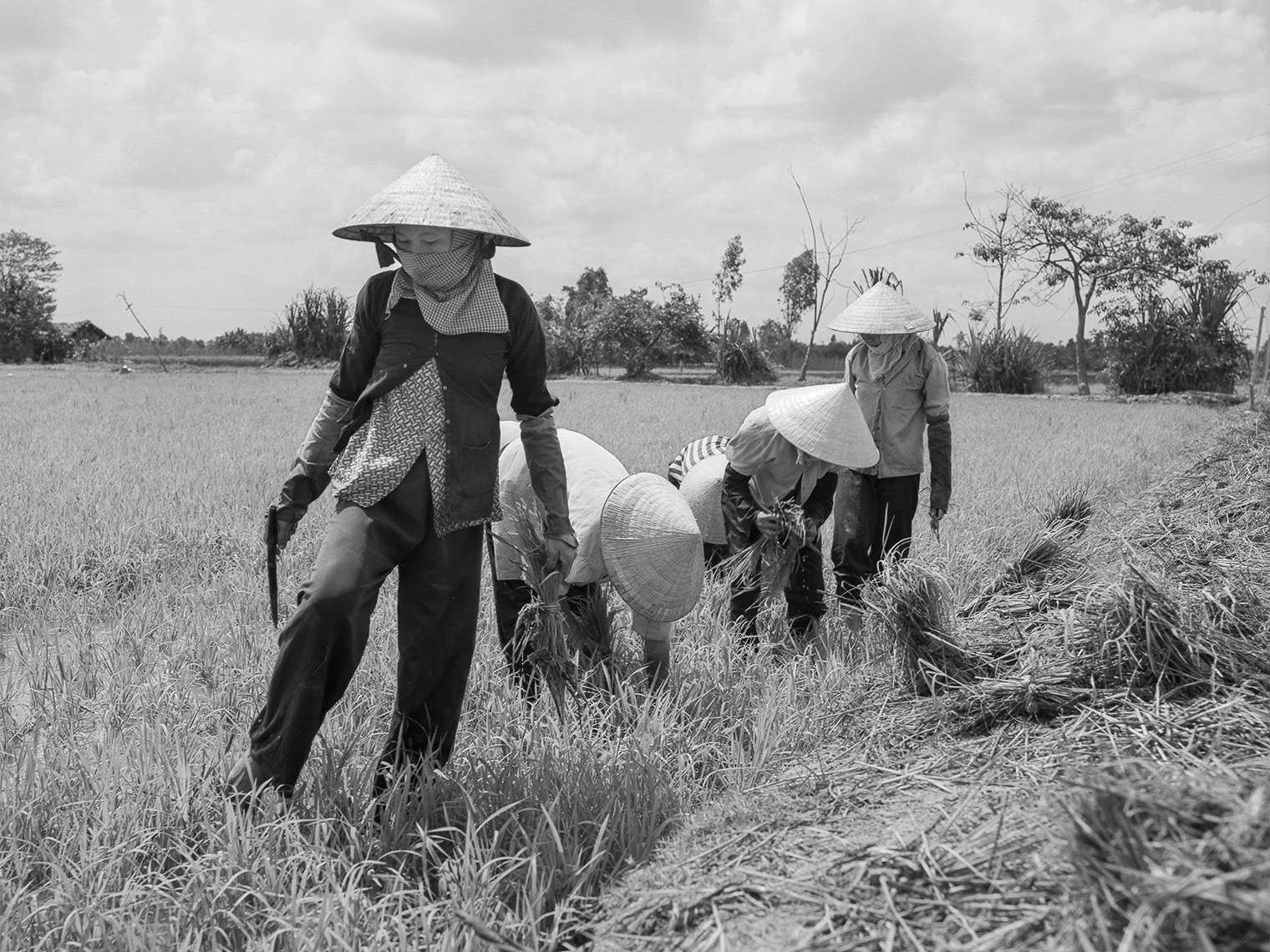 BW-ver-Women-in-Rice-Field-Mekong-delta-web