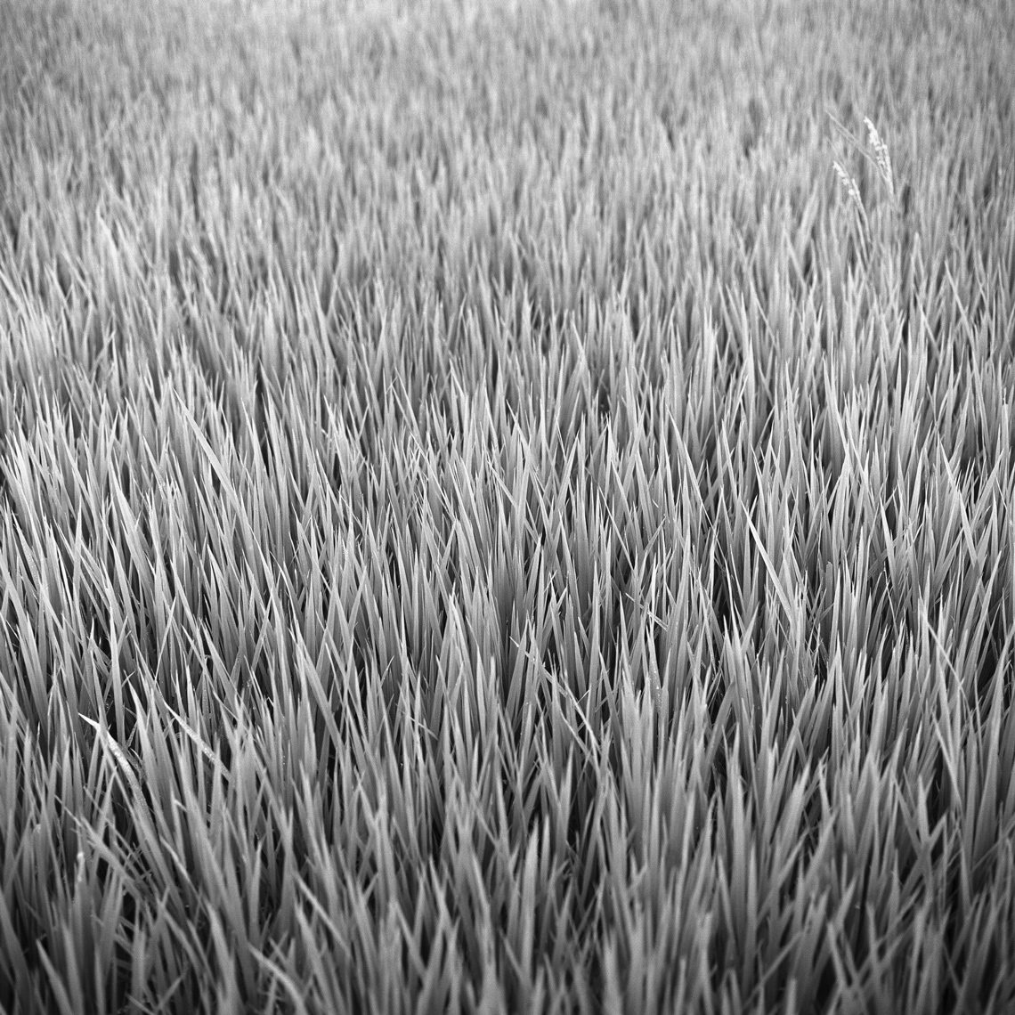 _Rice field